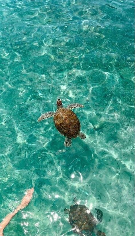 Beach Aesthetic Turtle, Asthetic Pics, Island Wallpaper, Coconut Girl Aesthetic, Summer Wallpapers, Beachy Aesthetic, Aesthetic Posters, Cute Summer Wallpapers, Phone Lockscreen