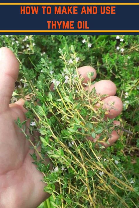 Thyme Tincture How To Make, Thyme Tincture Benefits, Diy Herbal Oil, Preserving Herbs In Oil, How To Make Thyme Oil, Thyme Oil Recipes, Preserving Thyme, Thyme Oil Benefits, Thyme Infused Olive Oil