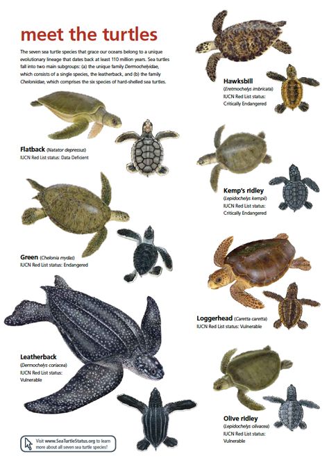 Images Of Turtles, Pictures Of Turtles, Turtle Symbolism, Sea Turtles Photography, Oceanography Marine Biology, Sea Turtle Species, Types Of Turtles, Turtle Facts, Sea Turtle Pictures