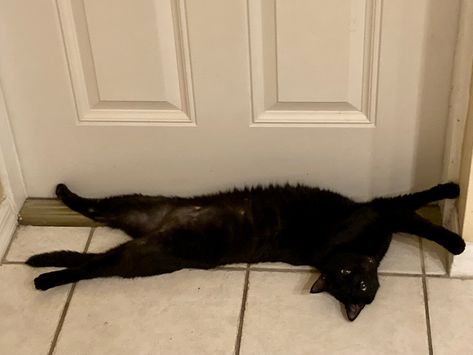 Black cat laying across the front door way. Cat Laying On Back, Cats Black, What To Draw, A Black Cat, Cat Nap, Black Cats, Cat Life, The Door, On Back