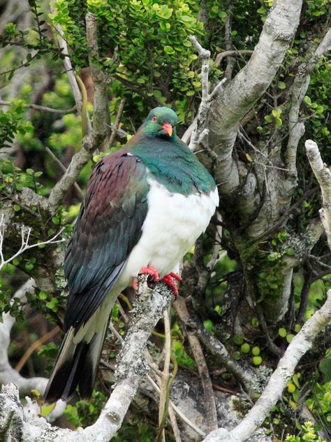 Kereru Kereru Bird, Nz Animals, Curious Animals, New Zealand Wildlife, Nz Birds, Pigeon Breeds, Wood Pigeon, Nz Travel, Nz Art