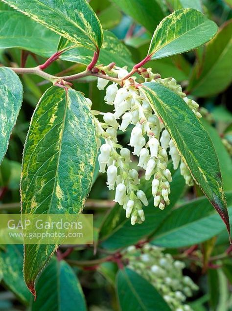 Leucothoe fontanesiana 'Rainbow' Leucothoe Fontanesiana, Rainbow Images, Plant Photography, Cool Plants, Planting, Garden Plants, Plant Leaves, Gap, Rainbow