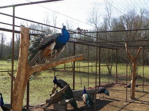 Peacock coop Peacock Coop Ideas, Peacock Enclosure Ideas, Peafowl Enclosure, Peacock Aviary, Raising Peacocks, Peacock Coop, Peacock Farm, Pea Fowl, Peacock Pen