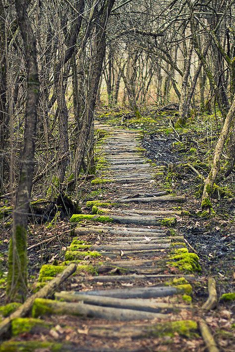 Bog Path - wooden pathway through the swamps of Skaneateles Conservation Area, New York Path In Woods, Path Through Woods, Bog Witch, Path Through The Woods, Forest Pathways, Path In Forest, Wooden Pathway, Wood Path, Wooden Path