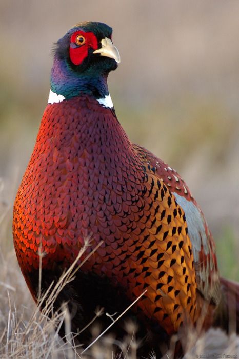 Ring-Necked Pheasant ~ © Ron Reznick Ring Necked Pheasant, Pheasant Hunting, Bowhunting, Bird Hunting, Game Birds, Colorful Bird, Hunting Season, Pretty Birds, Colorful Birds