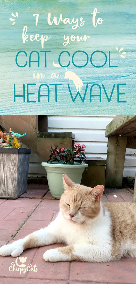 Cats know how to keep cool. They have some clever tricks up their fur sleeves to keep cool when the weather is sizzling hot. But sometimes, they need some human intervention, gasp! via @chirpycats Stray Cat Shelter Diy Summer, Outdoor Cat Shelter Summer, How To Keep Outside Cats Cool In Summer, Stray Cat Shelter Diy, Diy Outdoor Cat Shelter, Cat Environment, Outdoor Cat Shelter Diy, Outdoor Cat Bed, Outdoor Cat House Diy