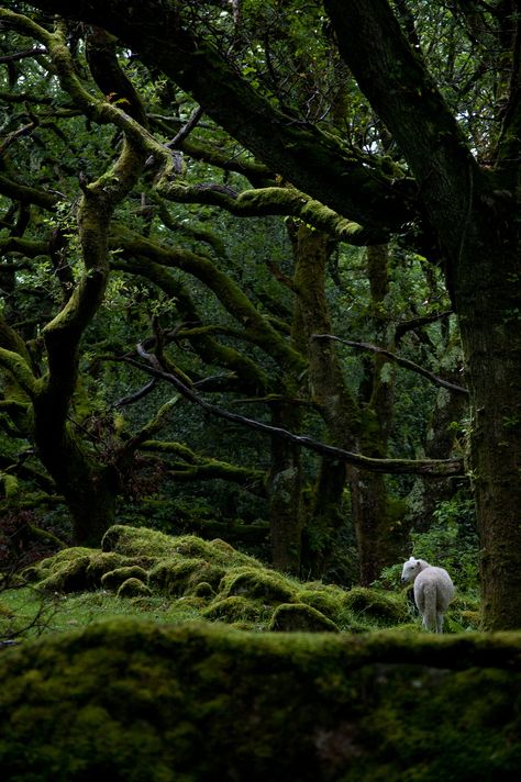 guide | for all those finding peace deep in the forest | Ray Jacobs | Flickr Forest Canopy, Moss Covered, Vivarium, Airbrush Art, Green Forest, Deep Forest, Tree Forest, Canopies, Magical Forest