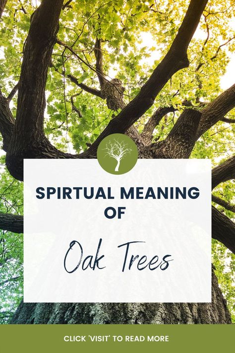 Oak trees symbolize strength, resilience, protection, healing, love, commitment, and wisdom in the spiritual realm. These qualities are sealed by the fact they can live for hundreds of years. Their presence on earth makes them fine keepers of ancient and contemporary knowledge and effective sources of guides. Oak Tree Meaning, Oak Tree Symbolism, Tree Zodiac, Tree Symbolism, Tree Energy, Plant Symbolism, Tree Meanings, Feather Tattoo Meaning, Tree Symbol