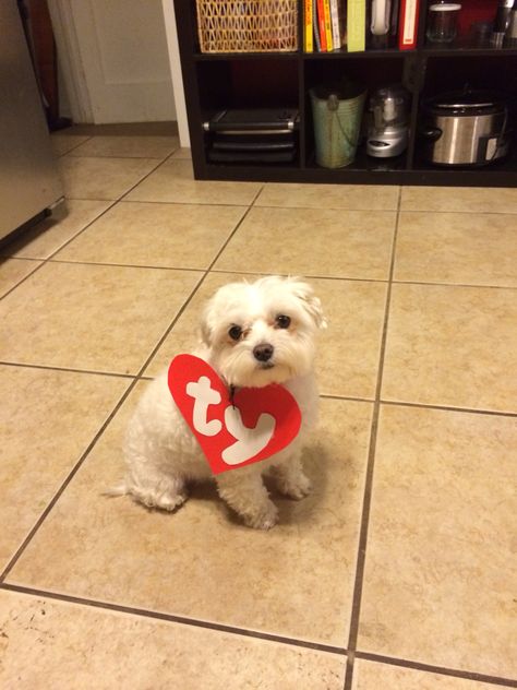 Dog Costumes For White Dogs, Halloween Costumes To Match Dog, Bichon Halloween Costume, Disney Dog Halloween Costumes, Shih Tzu Halloween Costumes, Small Dog Costumes, White Fluffy Dog, Halloween Duos, Cow Costume