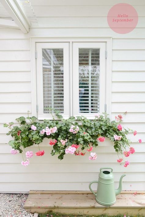 Cottage Style, Wndowboxes, Geraniums Deco Pastel, Box Flowers, Window Box Flowers, Red Geraniums, Window Planter Boxes, Have Inspiration, Garden Windows, Window Boxes, Window Box