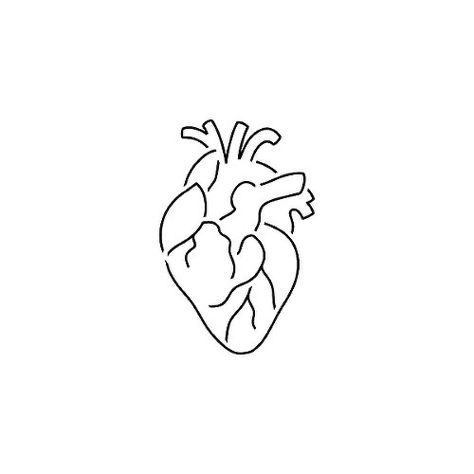 Heart Temporary Tattoos, The Human Heart, Minimal Drawings, Minimalist Drawing, Heart Drawing, Semi Permanent Tattoo, Human Heart, Outline Art, Mini Drawings