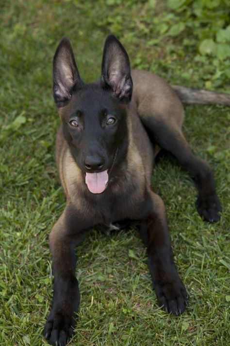 Dark Belgian Malinois Black Belgian Malinois, Malinois Puppy, Belgian Malinois Puppies, Belgium Malinois, Malinois Puppies, Belgian Malinois Dog, Malinois Dog, Dog German, Dogs Breeds