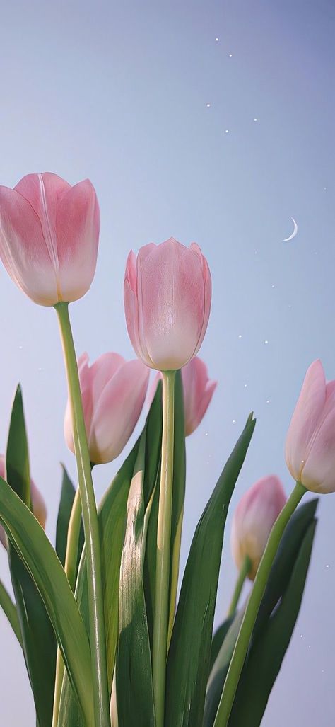 Iphone Wallpaper Flowers Hd, Pink Wallpaper Tulips, Tulips Phone Wallpaper, Tulip Iphone Wallpaper, Tulip Wallpaper Iphone, Tulip Aesthetic Wallpaper, Cute Tulips Wallpaper, Wallpaper Tulips Aesthetic, Nice Wallpaper For Phone