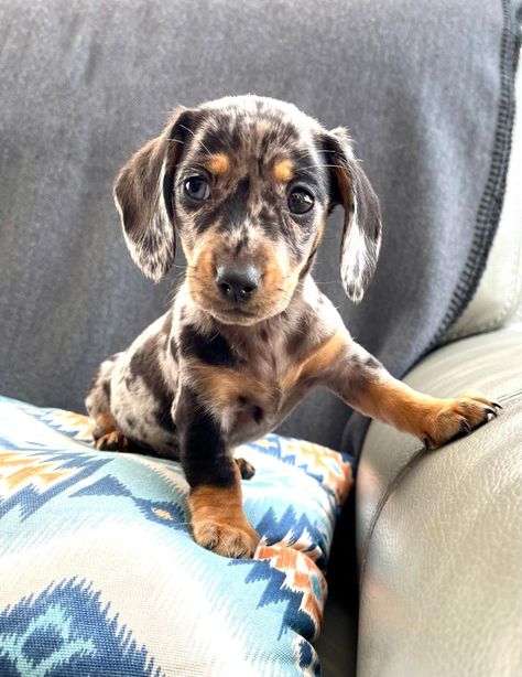 Merle Mini Dachshund, Merle Dashound, Daschund Tri Merle, Tri Merle Dachshund, Yorkie Daschund Mix Dogs, Dachshund Tri Merle, Dachshund Yorkie Mix Dogs, Silver Dapple Dachshund, Dapple Dachshund Puppy