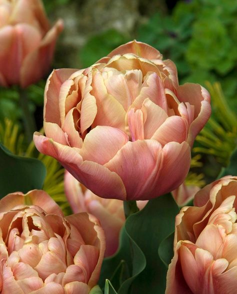 Can never get enough of Tulip 'La Belle Epoque'✨🌱 The Tulip 'La Belle Epoque' is a captivating variety known for its unique, antique appearance. Its petals boast a stunning blend of soft caramel, pink, and peach tones, creating a warm, vintage look that sets it apart from more traditional tulips. Blooming in late spring, 'La Belle Epoque' adds a touch of elegance and charm to any garden or floral arrangement! #CoastFarms Available now for pre-order on the Coast Farms shop! Shipping fall bu... Tulips Blooming, Peach Tones, Fall Bulbs, Soft Caramel, Farm Shop, Late Spring, Back Garden, Belle Epoque, Floral Arrangement