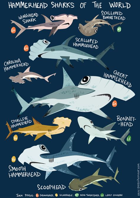 Hammerhead Sharks Of The World Hammerhead Sharks, Save The Sharks, Types Of Sharks, Shark Facts, World Poster, Shark Art, Shark Fishing, Hammerhead Shark, Shark Week