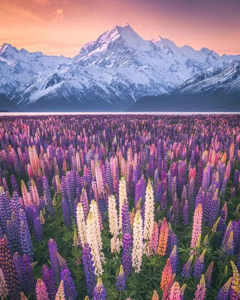 "The naiads of the lake adored the flowers growing on the shores..." : FairytaleasFuck Aoraki Mount Cook, Mount Cook, Flowers Growing, South Island, Canterbury, The Flowers, New Zealand, Lake, Flowers