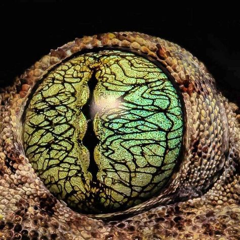 Reptile Eye, Lizard Eye, Crazy Nature, Quotes Light, Crafts Animals, Eyeball Art, Eye Close Up, Aesthetic Forest, Wild Eyes