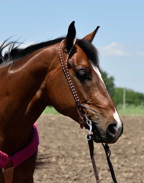 Split Ear Headstall, Buckstitch Headstall, Bridles For Horses, Horse Headstalls, Horse Tack Accessories, Cowgirl Things, Leather Horse Tack, Headstalls For Horses, Western Headstall