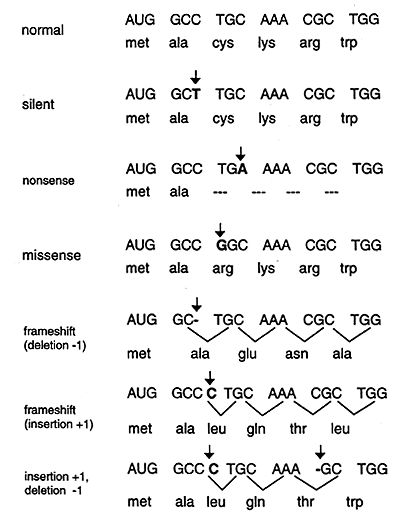 DNA Mutation and Repair Dna Activities, Biochemistry Notes, Dna Genetics, Chemistry Study Guide, Molecular Genetics, Biology Classroom, Teaching Chemistry, Medical Laboratory Science, Ap Biology