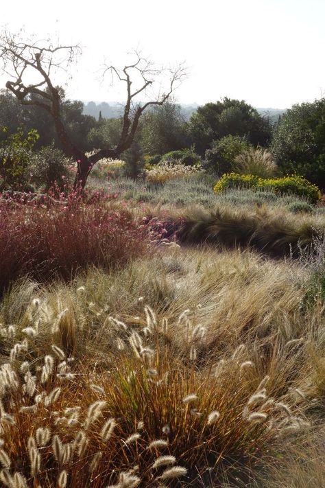 Natural Landscaping, Landscape Inspiration, Grasses Garden, The Grass, Nature Aesthetic, Pretty Places, Landscape Architecture, Mother Earth, Garden Inspiration