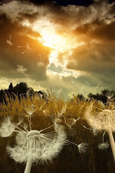 Dandelions Dandelion Art, Blowing In The Wind, Charcoal Drawings, Autumn Magic, Autumn Scenes, Foto Art, Jolie Photo, Alam Yang Indah, New Energy