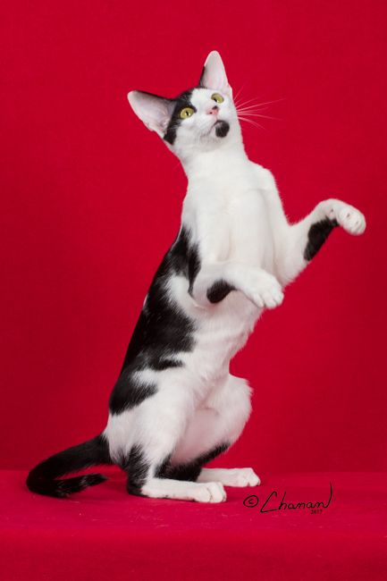 What a pose !  Spencer , you are adorable ! Cats Posing, Cats Dynamic Poses, Cat Posing, Cat Dynamic Pose, Dynamic Cat Poses, Cat Poses, Cat Anatomy, Warrior Cat Oc, Cat Oc