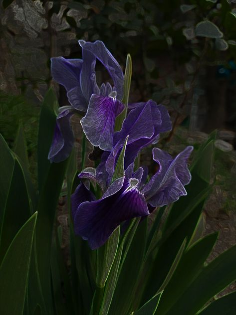 Neon Iris💐 #nature #summer #purple #flower Black Iris Aesthetic, Purple Iris Aesthetic, Beautiful But Deadly Flowers, Purple Iris Flowers Aesthetic, Iris Flower Aesthetic, Iris Flowers Aesthetic, Irises Aesthetic, Iris Core, Iris Aesthetic