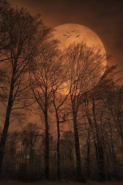 Beautiful Full Moon, Magical Nature, I Love A, Full Moon, Love A, I Love, Moon, Tumblr