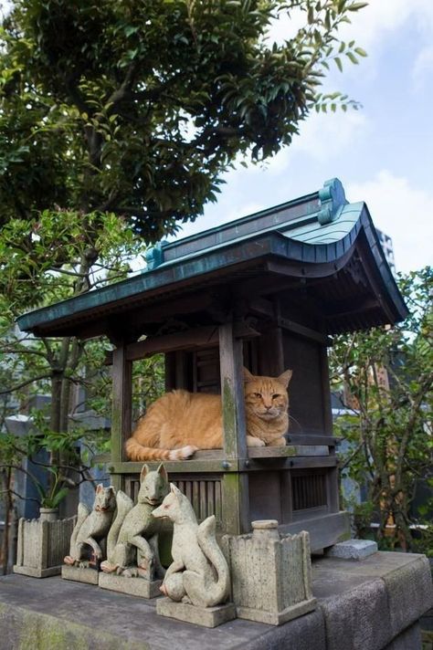 Japan Animals, Animals Aesthetic, Ancient Asia, Japanese Shrine, Cats Christmas, Cats Stuff, Cats Design, Animal Spirit, Japanese Cat