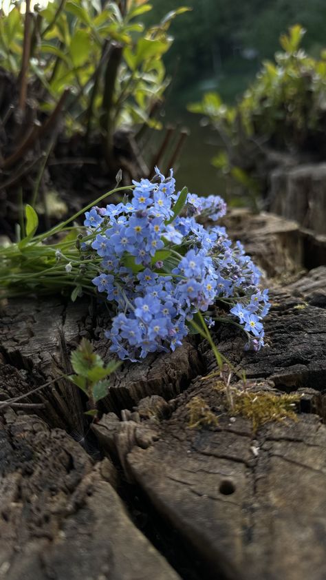 Forget- me- not flowers Flowers Forget Me Not, Forget Me Not Flower Aesthetic, Forget Me Not Flowers Aesthetic, Forget Me Nots Flowers, Forget Me Not Flowers, Forget Me Not Flower, Black Spiderman, Forget Me Not, Character Creation