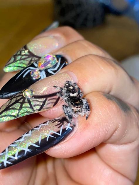 Jumping Spider Tattoo, Rainbow Jumping Spider, Jumping Spiders, Jumping Spider Wallpaper, Regal Jumping Spider, Black Jumping Spider, Pet Jumping Spider, Jumping Spider Species, Pet Spider