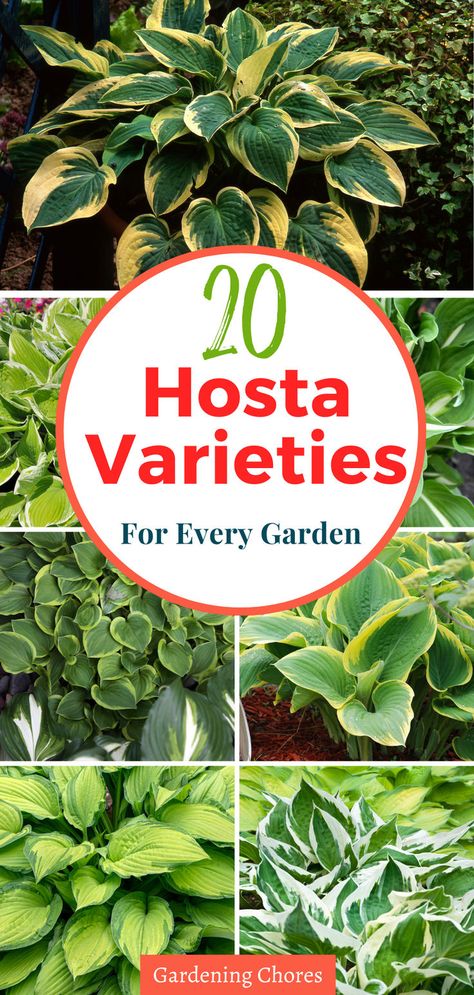 Ready to add a touch of magic to your garden? Dive into the world of hostas with our essential guide! Learn how to grow and care for these stunning perennials, and discover 20 enchanting varieties to elevate your outdoor space. Click here to unlock the secrets of hosta gardening! Types Of Hostas, Hosta Care, Original Flowers, Trees Landscaping, Flower Gardening Ideas, Hosta Varieties, Hosta Gardens, Hosta Plants, Dry Garden