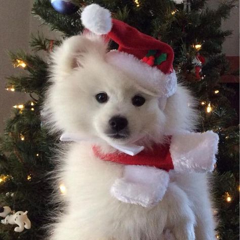 Santa Claus, Christmas Tree, Dogs, Christmas, Red, White