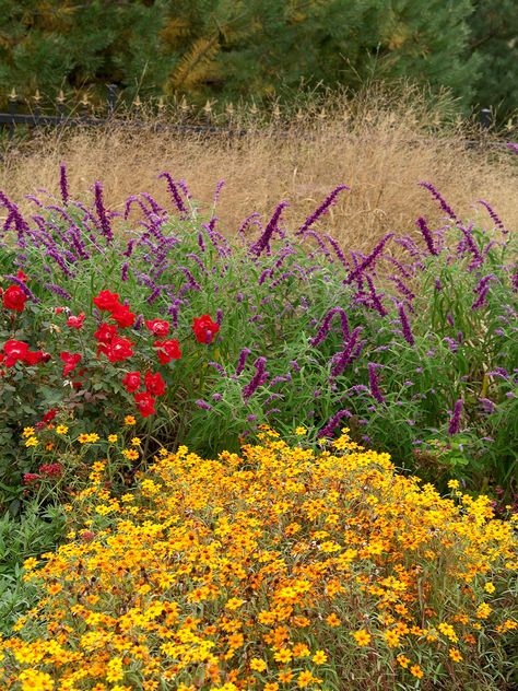 Mexican Sage Landscape, Flower Color Wheel, Plant Color Palette, Double Knockout Roses, Colorful Flower Garden, Orange Zinnia, Mexican Sage, California Landscaping, Flower Garden Ideas