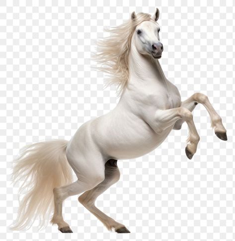 Smiling Horse, Horse Dancing, Horse Png, Photo Elements, Horse Horse, White Horse, Animal Photo, Png Transparent, Mammals