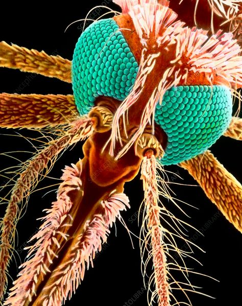 Malaria mosquito. Coloured scanning electron micrograph (SEM) of the head of a female mosquito Anopheles gambiae. The females of this species are carriers of the malaria parasite, Plasmodium sp. Malaria Parasite, Female Mosquito, Scanning Electron Micrograph, Animal Attack, Natural Insect Repellant, Science Photos, Insect Repellent, Flea And Tick, High Risk