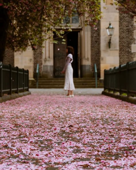 🇩🇪 [ Places to Admire Cherry Blossoms in and near Düsseldorf 🌸] 1️⃣2️⃣ [ St. Josef Church ] This is one of the hidden gems in Düsseldorf where you can admire cherry blossoms in peace and quiet! It's not busy at all so you can come here any time of the day to take photos! 3️⃣4️⃣ [ Südpark, Düsseldorf ] This park has a designated cherry blossom avenue, which is a perfect spot for visitors to take photos and enjoy the beautiful scenery. The light pink cherry blossoms here normally start to ... Germany Places, Time Of The Day, Peace And Quiet, Pink Cherry, Come Here, In Peace, Beautiful Scenery, Cherry Blossoms, Hidden Gems