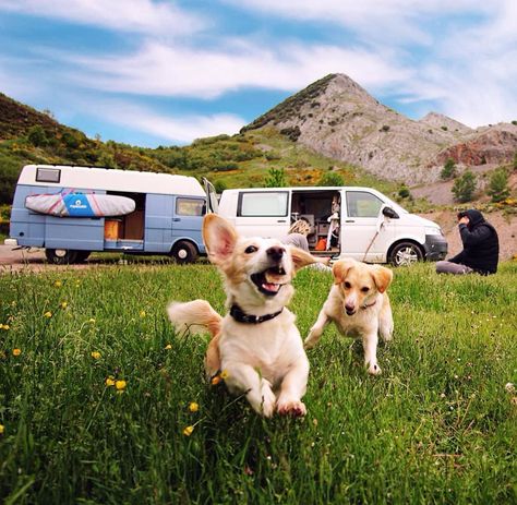 Tips and tricks for #vanlife with a dog. What to pack, advice on controlling the temperature, how to find a pet sitter. Great blog read for anyone building a diy campervan conversion or RV! Van Life Dog, Mini Rv, Glamping Essentials, Vanlife Travel, House Van, Diy Campervan, Campervan Conversion, Pet Paradise, Campervan Life