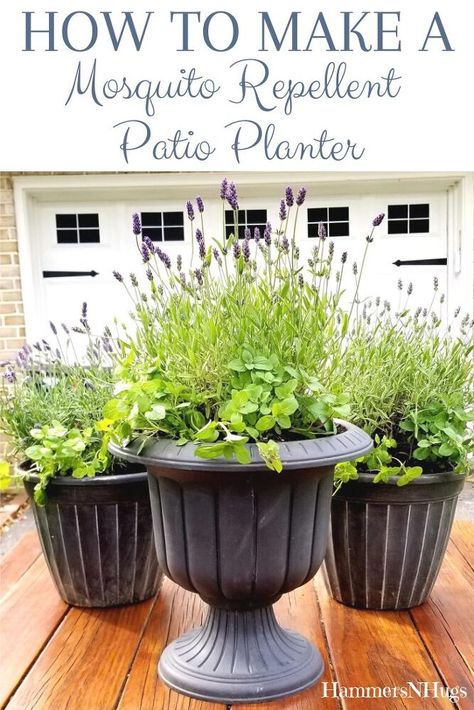 Mosquito Repelling, Repellent Plants, Beautiful Outdoor Living Spaces, Mosquito Repelling Plants, Mint Plants, Patio Planters, Patio Plants, Lavender Plant, Outside Ideas