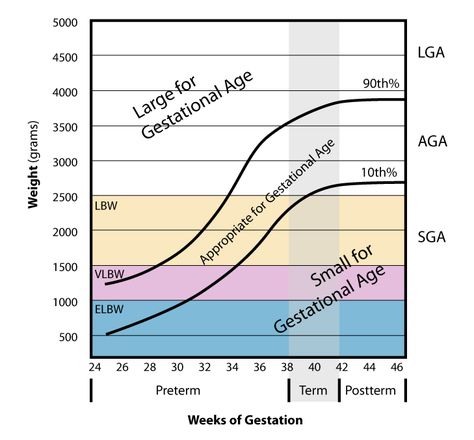 Chromosomal Abnormalities, Postpartum Nursing, Amniotic Fluid, Gestational Age, Weight Charts, Pregnancy Symptoms, Muscle Tissue, Loose Skin, Pregnancy Week By Week