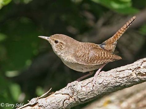 House Wren, Wren House, Jenny Wren, Backyard Birds, Big Bird, Home School, Bird Photo, Little Birds, Small Birds