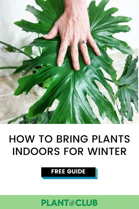 Learn here how to bring plants indoors for winter. If you brought your sun-loving plants outside, you already know that there are factors to keep in mind to successfully transition your plants’ environment. When bringing your plants back inside, there are a few steps to make sure your plants stay happy and healthy, and that you protect your already happy indoor plants. Find out in this post. Bringing Plants Indoors For Winter, Bringing Plants Inside For Winter, How To Bring Outdoor Plants Inside, How To Debug Plants To Bring Indoors, Outside Plants, Sun Loving Plants, Palm Plant, Big Plants, Indoor Plant Care