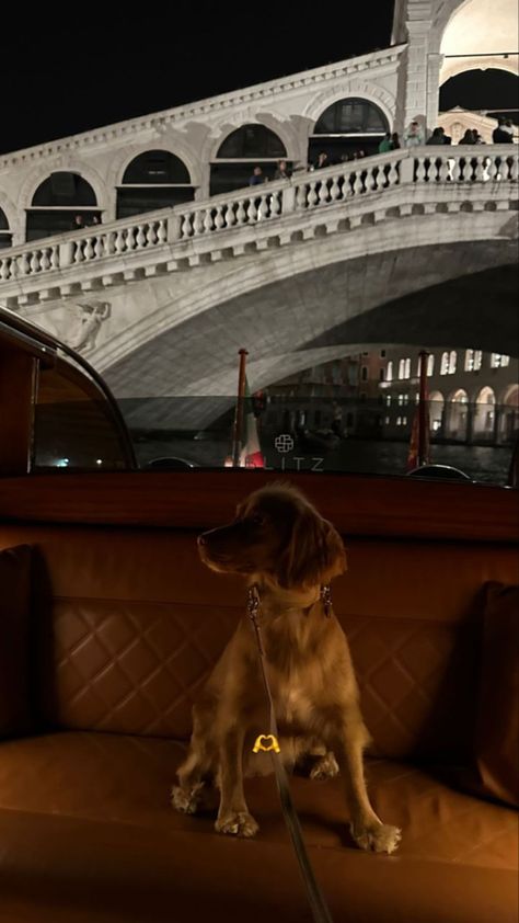 Rich Dog Aesthetic, Old Money Dog, Lavish Aesthetic, Music Studio Aesthetic, Rich Dog, Dog Aesthetic, Wealthy People, Biker Love, Serena Van Der Woodsen