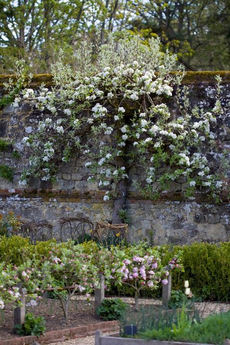 Arne Maynard, Queen Anne House, English Garden Design, Garden Of Earthly Delights, Potager Garden, Old Trees, Wall Garden, Front Yard Garden, English Garden