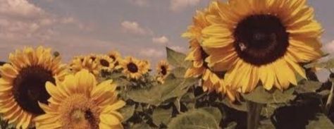 Sunflower header Sunflower Banner Discord, Sunflower Twitter Header, Header Image Aesthetic, Yellow Header Aesthetic, Sunflower Header, Pfp Flower, Yellow Twitter Header, Sunflower Banner, Yellow Header