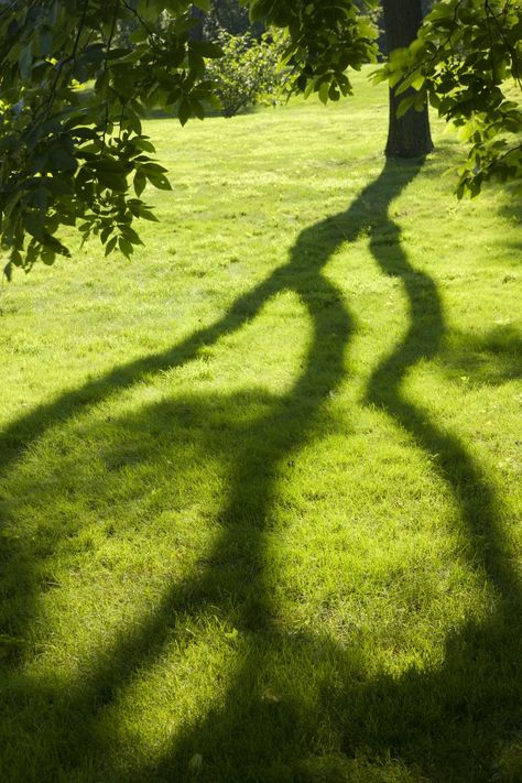 New York Botanical Garden, Foto Ideas Instagram, Green Bean, Nature Aesthetic, Green Grass, Botanical Garden, Green Aesthetic, Malaga, Mother Earth