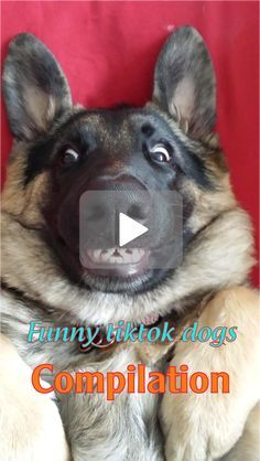 Funny Dogs And Cats, Wholesome Dog, Animals Doing Funny Things, Angry Dog, Talking Dog, Pantry Remodel, Cute Puppy Videos, Puppies Funny, Cute Funny Dogs