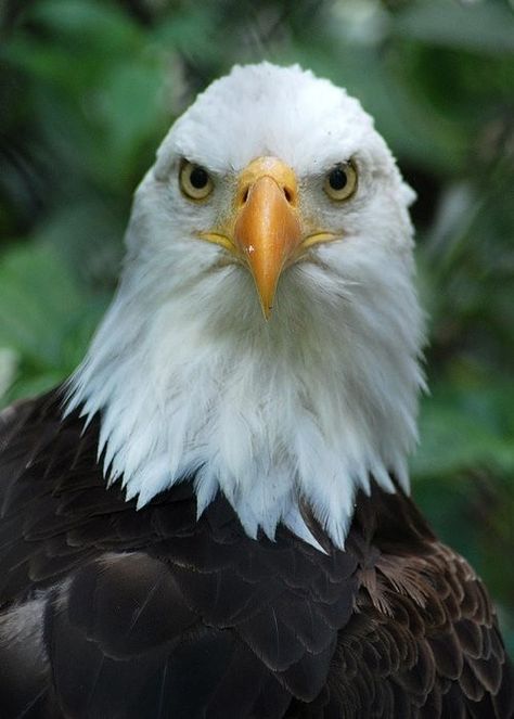 Bald Headed Eagle, Indian Flag Colors, Dragon Anatomy, Eagle Face, Eagle Pose, Gcse Art Sketchbook, Top Pic, Bald Eagles, Drawing Heads