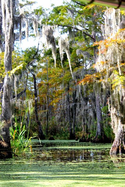 Swamp Photos, Louisiana Swamp, Cypress Swamp, Louisiana Bayou, Mangrove Swamp, Louisiana Art, Go Karts, The Bayou, Florida Homes